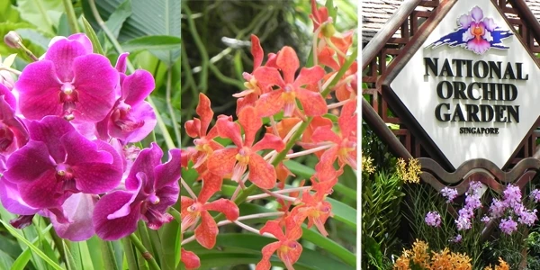 Diversas flores do jardim de orquídeas nacionais em cores vibrantes, incluindo tons de rosa, laranja e roxo, em um cenário natural e bem cuidado. Singapura e os pontos turísticos.