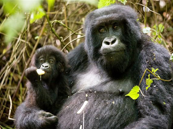 Montanha de gorilas Ruanda: uma viagem na África