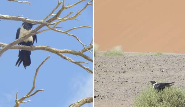 Namíbia o que fazer: safáris pelo deserto, animais e tribos nômades