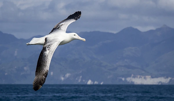 Albatroz voando sobre o oceano com horizonte de montanhas ao fundo, cenário natural e marítimo. Um dos animais da Oceania.
