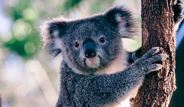 Imagem de um coalz fofo segurando uma árvore em seu habitat natural, com pelagem cinza e expressão adorável, ideal para conteúdos sobre animais silvestres da oceania.