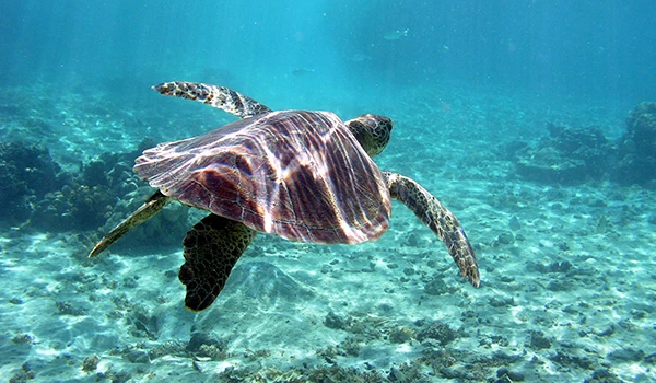 Imagem de uma tartaruga marinha nadando em águas cristalinas sobre o oceano, com fundo de fundo de cor azul e o fundo do mar visível. Animais da Oceania.