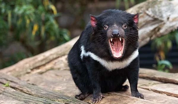 Foto do animai diabo da tasmânia, um dos Animais da Oceania, com dentes afiados e expressão agressiva, na natureza com árvores ao fundo