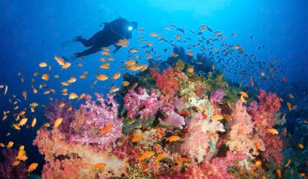 Mergulhador explorando um colorido recife de coral repleto de peixes tropicais sob a água, conferindo os animais da Oceania.