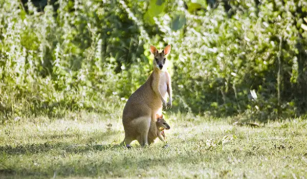 Imagem de um equidna com um filhote, com fundo de vegetação verde, destacando-se na natureza brasileira, simbolizando biodiversidade e fauna única.