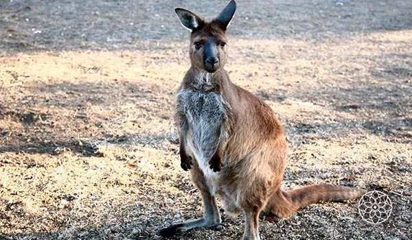 Imagem de um canguru pé-direito, animal selvagem e icônico da Austrália, em pé no solo seco, com pelagem marrom e fundo ao entardecer.