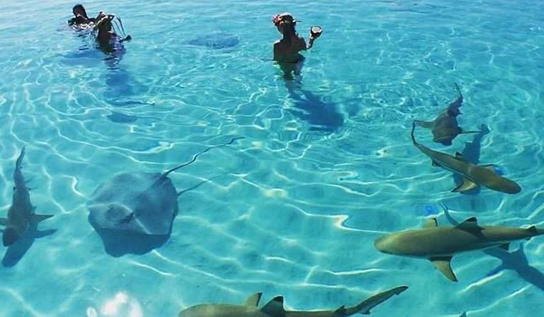 Foto no mar transparente com duas pessoas nadando tranquilamente entre diversos peixes, incluindo uma raia e três tubarões pequenos, ideal para quem busca relaxar e explorar o mundo aquático. Animais da Oceania.