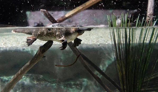 onitorrinco com movimentação e plantas aquáticas ao redor, no habitat natural de um réptil na natureza. Animais da Oceania.