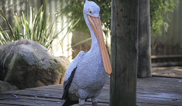 Pelicano em seu habitat natural, com destaque para seu longo bico e penas cinza em ambiente ao ar livre com vegetação ao fundo. Um dos animais da Oceania.