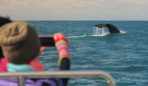 Turista observando uma baleia nas águas do mar em uma excursão de observação de baleias, com o horizonte ao fundo. Um dos animais da Oceania.