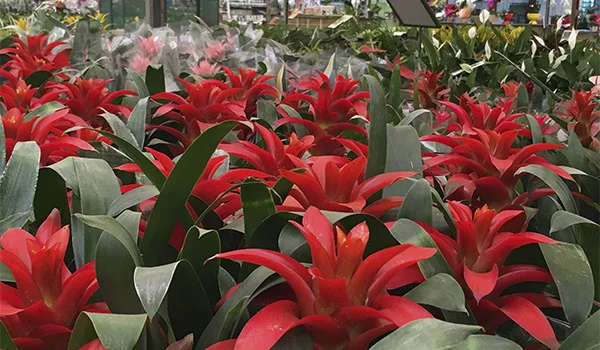 Foto de muitas flores vermelhas em um dos shopping de plantas.