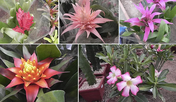 5 fotos de bromélias coloridas em Holambra.