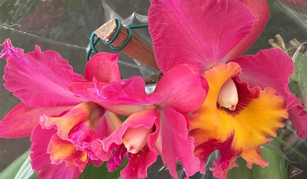 Bonita foto de uma orquídea cor rosa com amarelo.