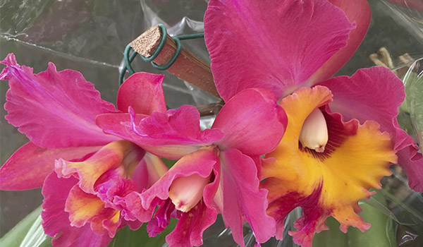 Orquídeas de Holambra