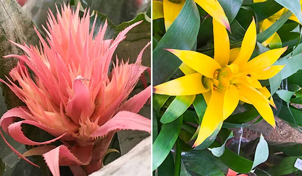 Foto de 2 flores uma rosa e outra amarela.