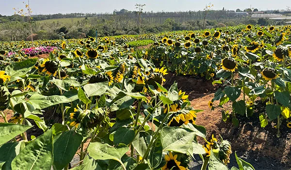 Campo de girassóis e flores de Holambra na Expoflora no interior de SP>