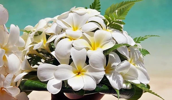 Buquê de flores brancas, predominantemente frangipanis, com centros amarelos, folhagens verdes e fundo em tons de azul e verde.