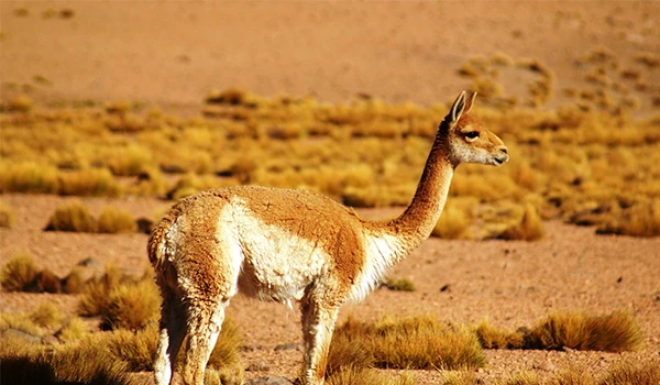 Vicuna em seu habitat natural, entre dunas de areia e vegetação típica da região, representando a fauna singular da América do Sul.