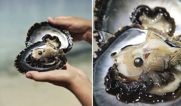 Duas mãos seguram uma ostra aberta, mostrando em seu interior um molusco e uma grande pérola escura e arredondada. A imagem à direita apresenta um close da ostra e de seu conteúdo.