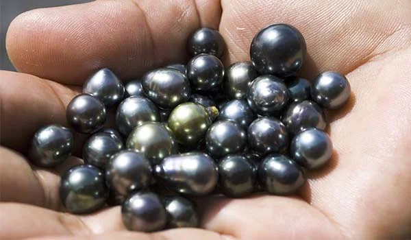 Mãos segurando várias Pérolas negras do Tahiti de formato irregular e tamanhos variados, com brilho metálico em tons de preto, cinza, azul e verde.
