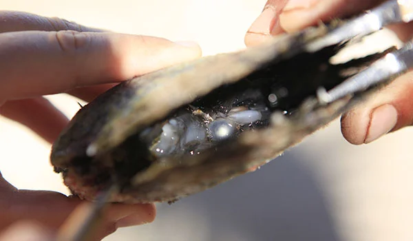 Uma ostra aberta, segurada pelas mãos de uma pessoa, revelando em seu interior várias pérolas escuras e brilhantes. Pérolas negras do Tahiti