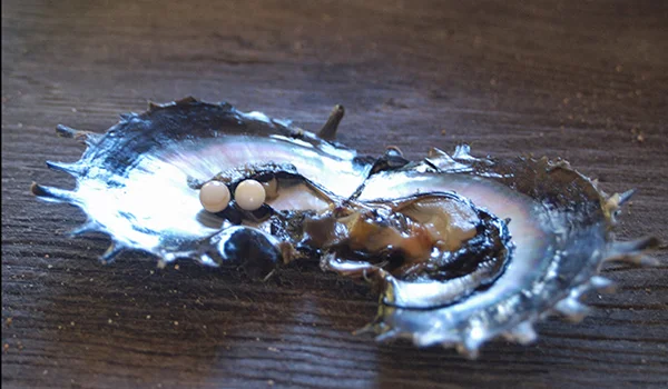 Uma ostra aberta sobre uma superfície de madeira, mostrando seu interior e duas pequenas pérolas claras em formação. Pérolas negras do Tahiti.