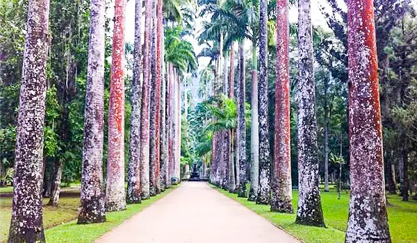 Caminho no parque cercado por altas árvores de tronco comprido, com folhas verdes e um ambiente natural tranquilo e bem cuidado.