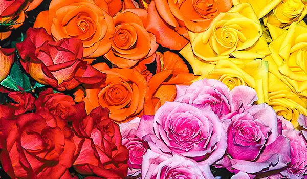 Arranjo de rosas coloridas em várias tonalidades, incluindo amarelo, rosa, vermelho e laranja, formando uma composição vibrante e encantadora.