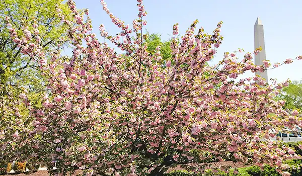 Árvore de cerejeira florindo na primavera, com flores rosa em um parque ao lado do Monumento de Washington, em Washington, D.C.