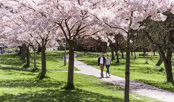 Casal caminhando sob árvores de cerejeira em um parque no dia ensolarado, cercado por grama verde e céu claro, apreciando a beleza da primavera.
