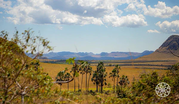 Paisagem rural em área de cerrado com fileiras de árvores jovens, vegetação ao primeiro plano, campos extensos ao fundo e montanhas sob céu parcialmente nublado, ao entardecer.