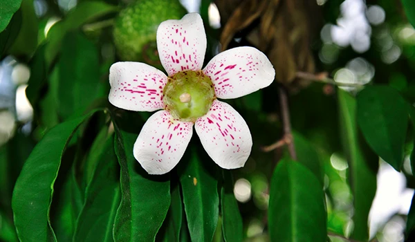 Flor de Gardenia desabrochando, mostrando suas pétalas brancas com detalhes rosados, rodeada por folhas verdes brilhantes, símbolo da natureza e da agricultura sustentável.