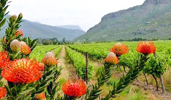 Campos de flores de protea com montanhas ao fundo e uma plantação no centro, destacando a beleza natural da paisagem rural. Ideal para quem busca contato com a natureza e agricultura.