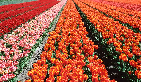 Campos de tulipas coloridas em diferentes tons de vermelho, rosa e laranja, estendendo-se até o horizonte em uma linda paisagem floral.