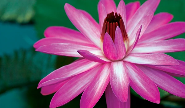 Linda flor de lótus rosa em destaque com folhas verdes ao fundo, perfeita para decoração e natureza, símbolo de pureza e tranquilidade.