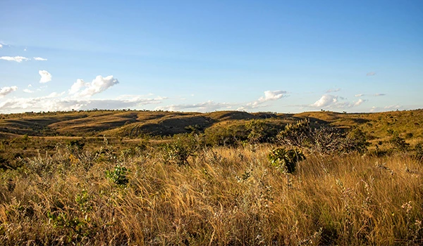 Paisagem de campo com colinas e vegetação seca, formada por capim dourado e arbustos baixos, sob céu azul com nuvens no horizonte e iluminação natural ao ar livre. Atrações do Planalto Central.