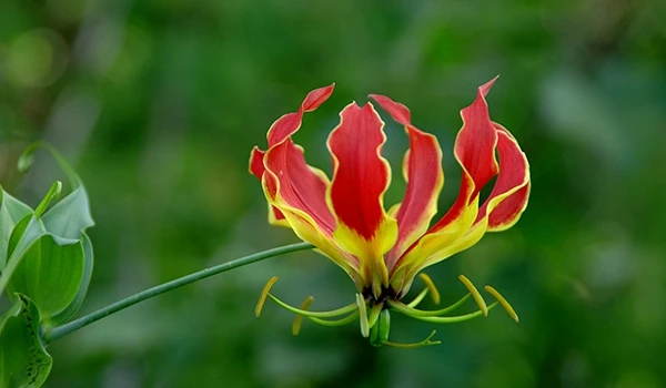 Flor de lobo marinho, uma planta exótica com pétalas vermelhas e amarelas, destacando-se na natureza, ideal para quem busca beleza natural e flores raras.