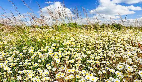 Campo de flores silvestres sob céu azul com nuvens, ideal para fotos ao ar livre na natureza.