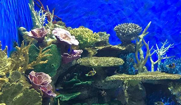 Aquário com uma variedade de corais e peixes coloridos, ideal para explorar a vida marinha e a biodiversidade oceânica. Cultura no Rio de Janeiro.