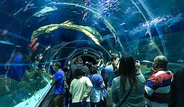 Visitantes em um túnel de observação de aquário, apreciando peixes e a vida marinha através de um ambiente de vidro.