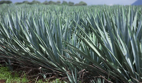 Plantação de Tequila com folhas verdes e textura detalhada, cultivo rural em campo aberto, clima tropical, natureza exuberante.