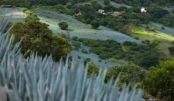 Imagem de uma plantação Fazendas de Tequila e colinas ao fundo, em um cenário rural de Guadalajara, ideal para produção de tequila ou outros produtos naturais.