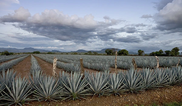 Imagem de uma plantação de Tequila sob céu nublado, com múltiplas fileiras de plantas no campo agrícola.