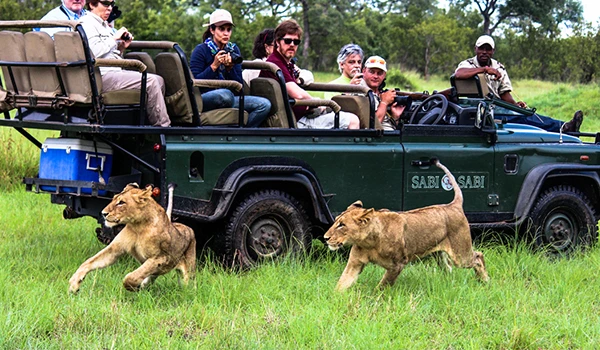 Turistas em safári de carro aberto observando leões em um parque safári na natureza. Diversas pessoas, incluindo homens e mulheres, apreciando a vida selvagem ao vivo. Animais da África.