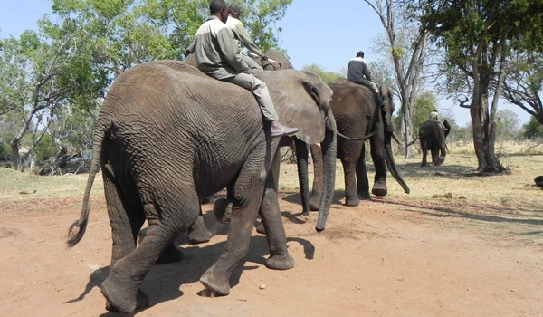 Diversas pessoas passeando de elefante na natureza, rodeadas por árvores e outros elefantes ao fundo, numa viagem de turismo de safári. Animais da África.