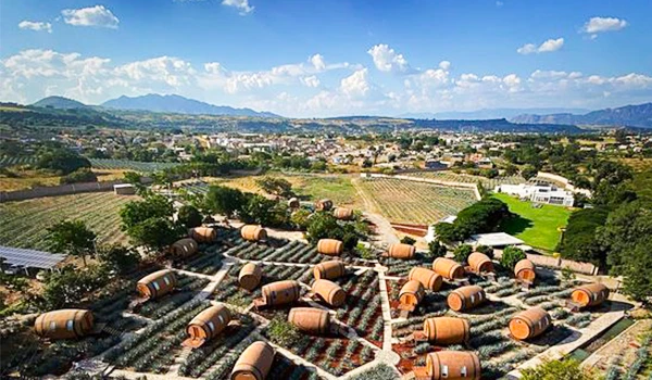 Vastas plantações de uvas e barris ao ar livre sob céu azul com nuvens, em um cenário rural com árvores e montanhas ao fundo.