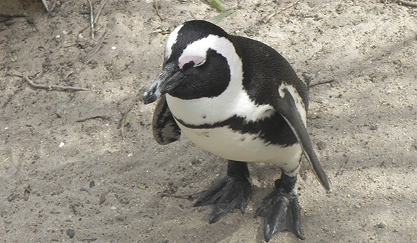 Penguinfo resting on rocky terrain with distinctive black and white plumage, symbolizing nature and wildlife.