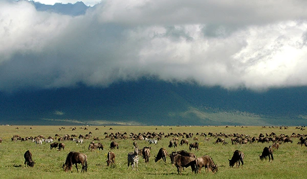 Vista de uma planície com muitos animais, incluindo zebras e outros mamíferos, sob um céu dramático com nuvens escuras e clima de tempestade sobre a savana africana.