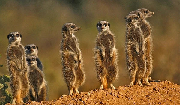 Grupo de suricatas em postura alertas no deserto, observando o entorno com atenção.