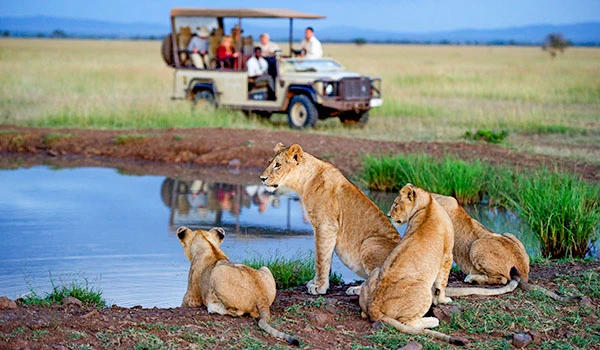 Grupo de leões na savana africana observando uma água enquanto turistas exploram a reserva em um safári em um veículo aberto. Animais da África.